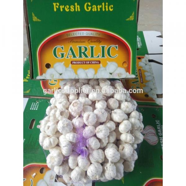 Garlic fresh #1 image