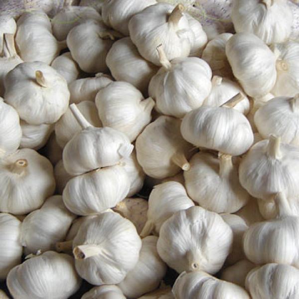 PURE WHITE GARLIC NEW CROP #3 image