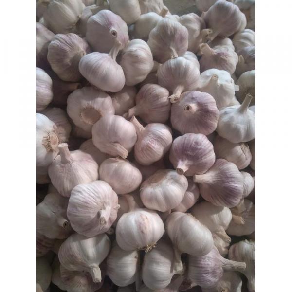 fresh garlic new crop #1 image