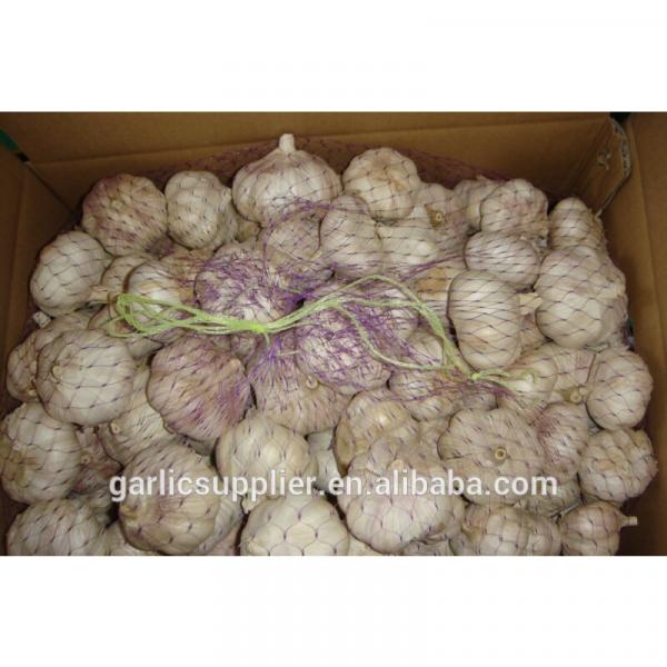 fresh garlic new crop #4 image