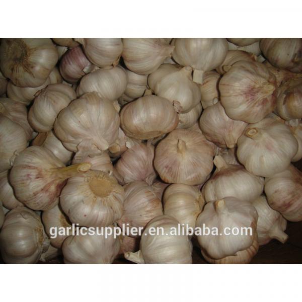 2015 crop garlic #1 image