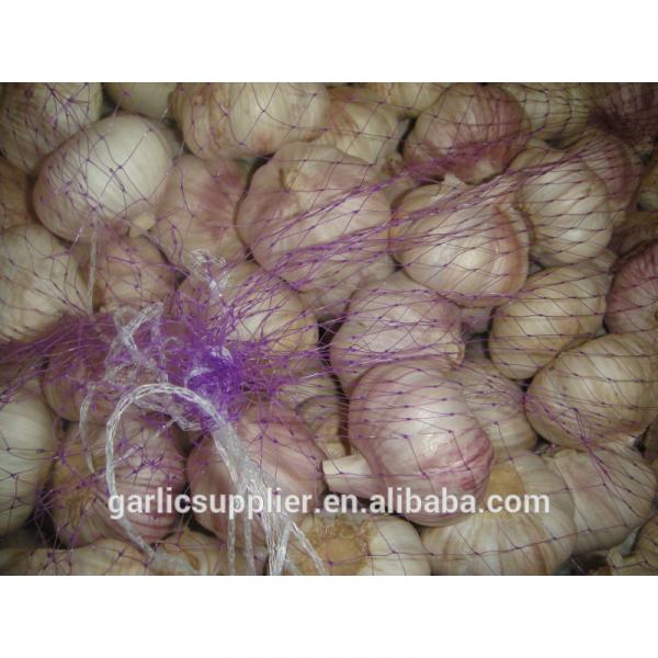 normal white garlic new crop #3 image