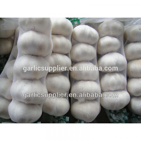 JINXIANG GARLIC NEW CROP #1 image