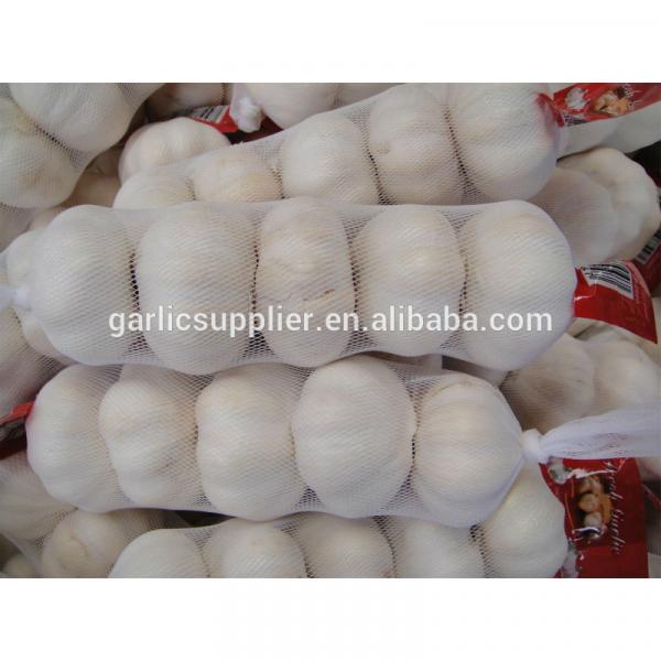 JINXIANG GARLIC NEW CROP #2 image