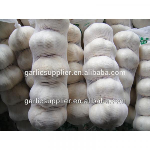 JINXIANG GARLIC NEW CROP #3 image