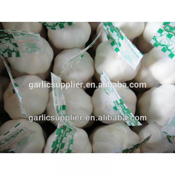 JINXIANG GARLIC NEW CROP #4 image