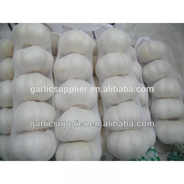 JINXIANG GARLIC NEW CROP #5 image