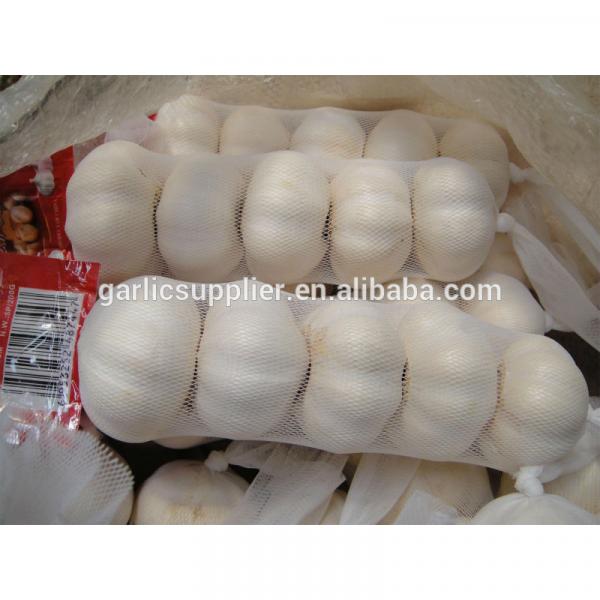 JINXIANG GARLIC NEW CROP #6 image