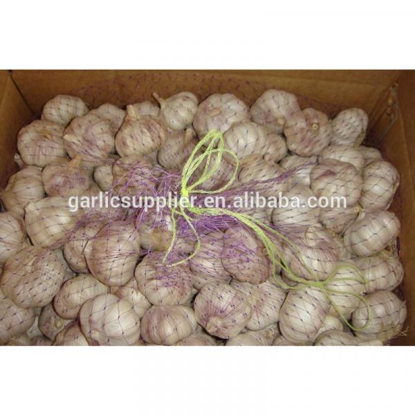 PURE WHITE GARLIC NEW CROP #2 image