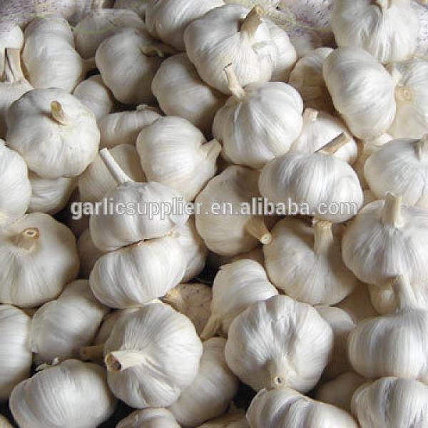 snow white garlic new crop #4 image