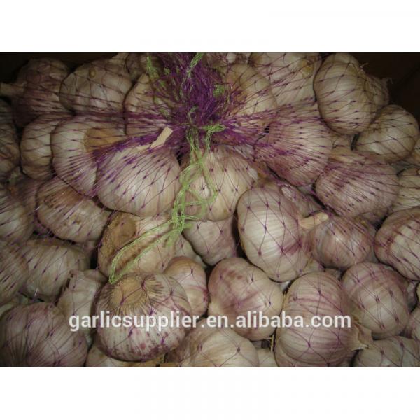 2014 garlic #1 image