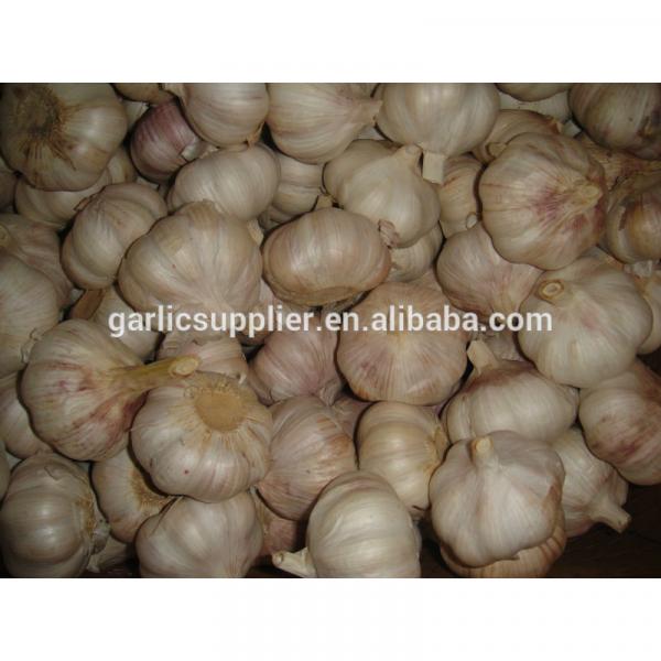 fresh china garlic #2 image