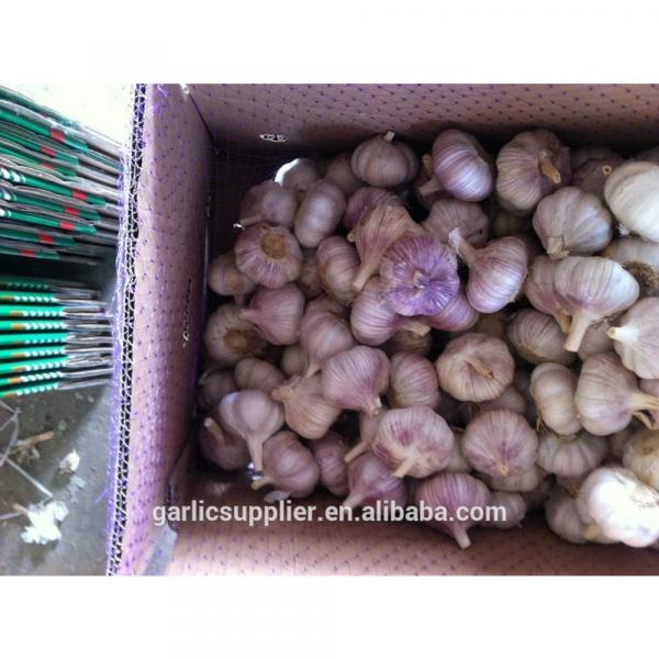 2015 crop garlic #1 image