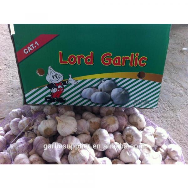 2015 crop garlic #2 image