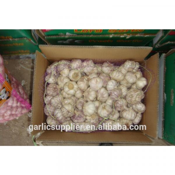 2014 crop garlic #1 image