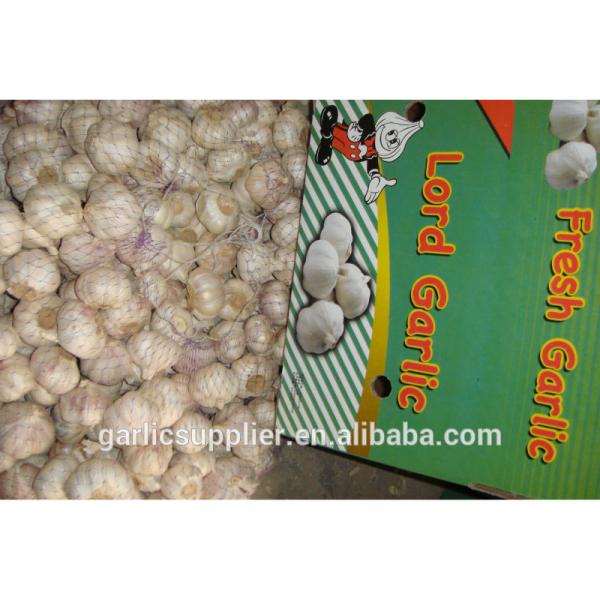 New crop garlic #1 image