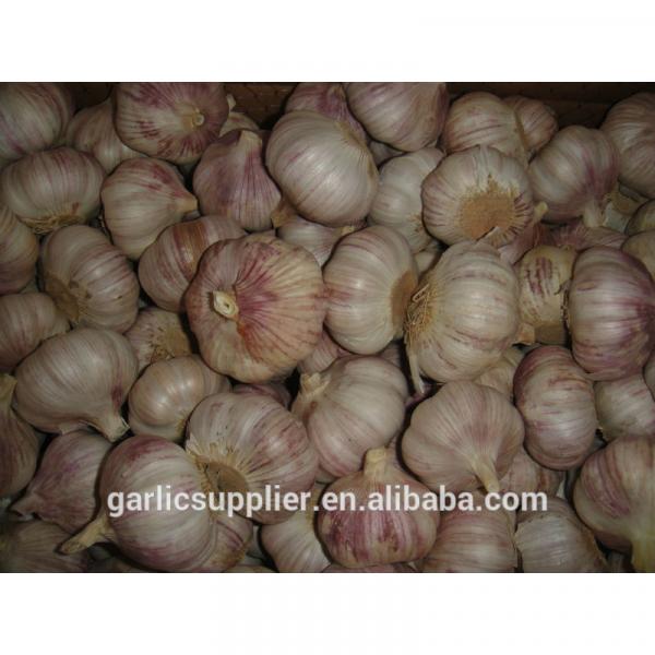 2014 garlic #1 image