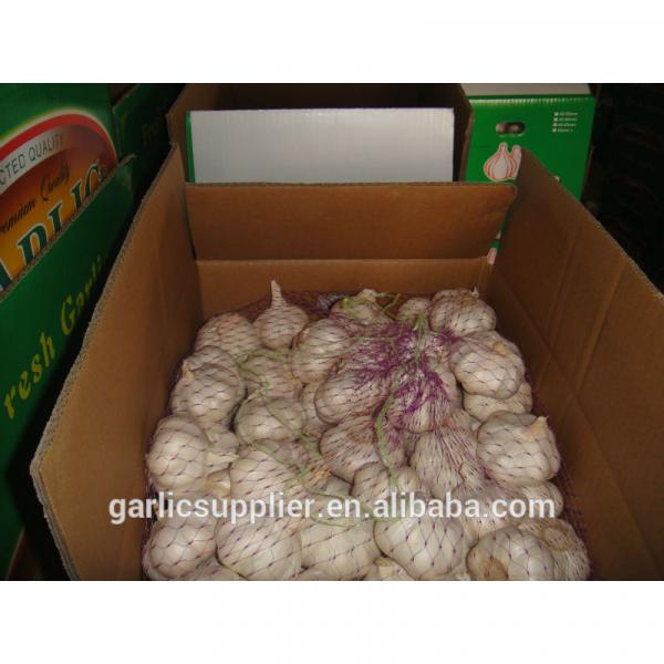 garlic crop 2015 #5 image