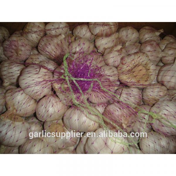 2014 crop garlic #1 image