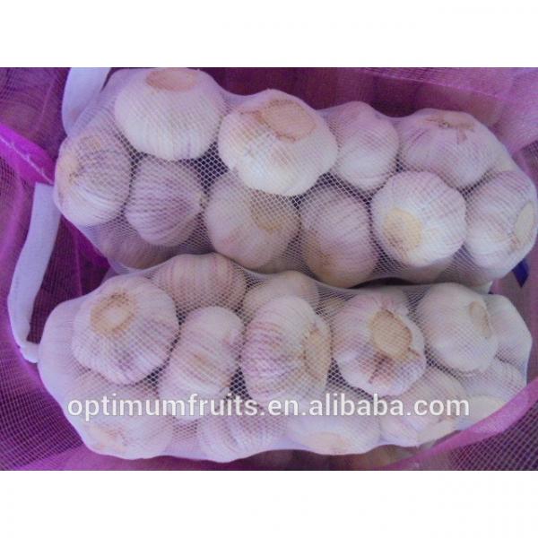 China fresh wholesale garlic price #6 image