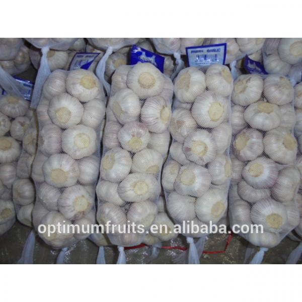 China garlic 1kg bag garlic price #3 image