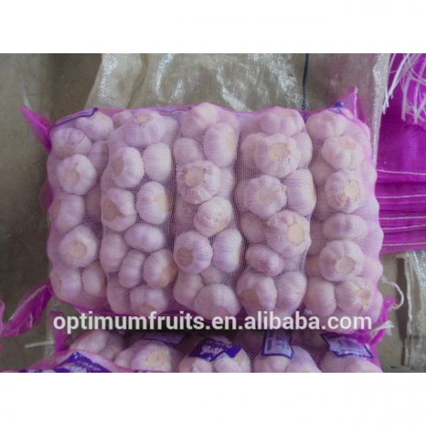 China garlic 1kg bag garlic price #4 image