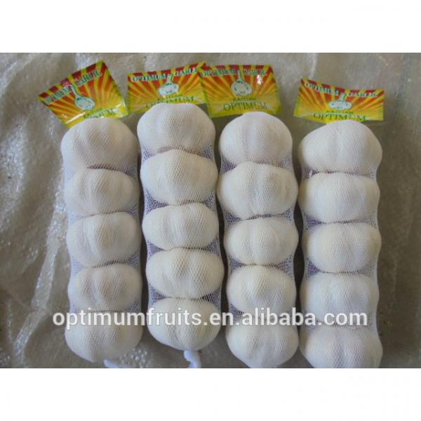 Bulk Jinxiang garlic for sale white garlic price #1 image