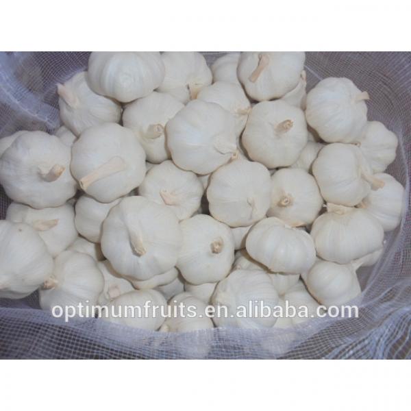 Bulk Jinxiang garlic for sale white garlic price #5 image