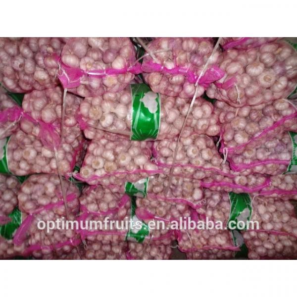 China fresh garlic specification size 4.5-5.0cm #1 image