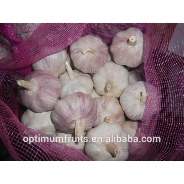 China fresh garlic specification size 4.5-5.0cm #5 image