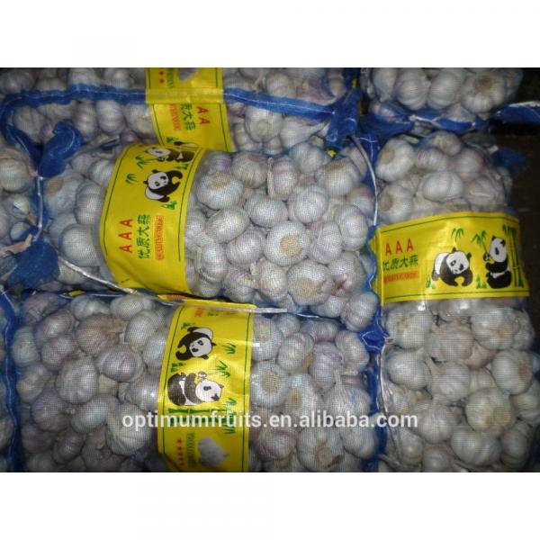 segar bawang putih garlic price #5 image