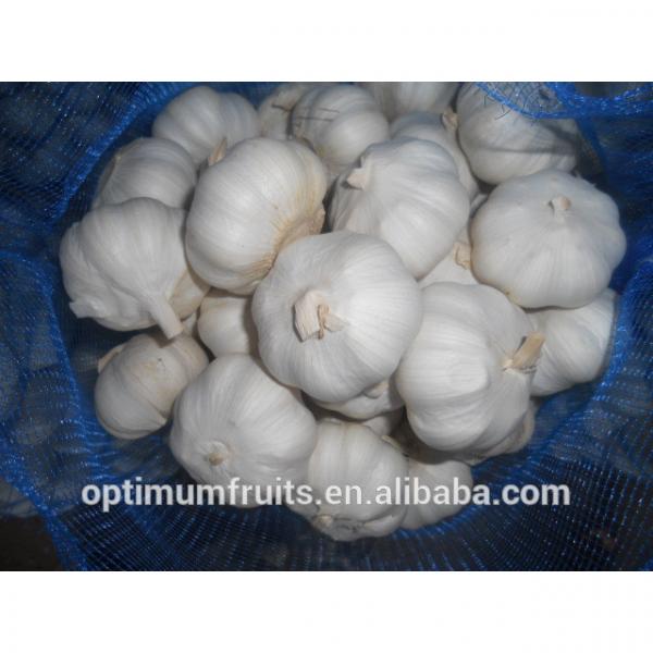 China fresh garlic ajo /alho/ail price per ton #1 image