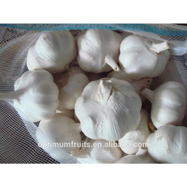 China fresh garlic ajo /alho/ail price per ton #3 image