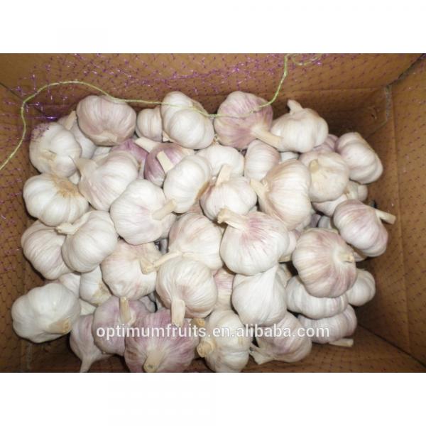 Shandong fresh purple / normal white garlic 5.5cm garlic price #1 image