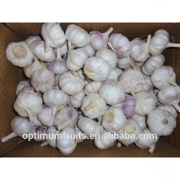 Shandong fresh purple / normal white garlic 5.5cm garlic price #2 image