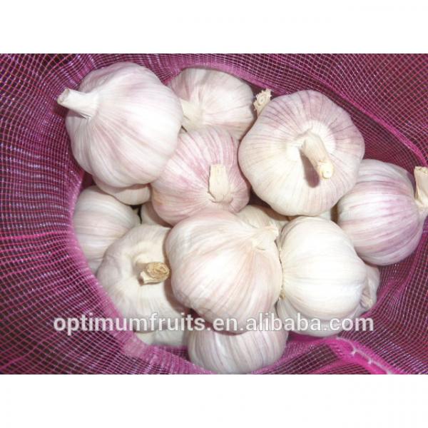 China garlic market price per ton 2017 #2 image