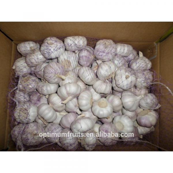 China new harvest fresh purple garlic price for export #1 image