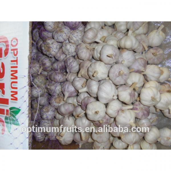 China new harvest fresh purple garlic price for export #2 image