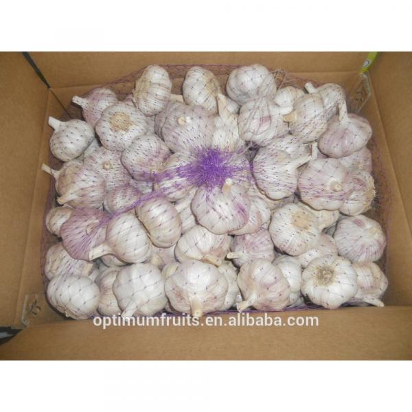 China new harvest fresh purple garlic price for export #3 image