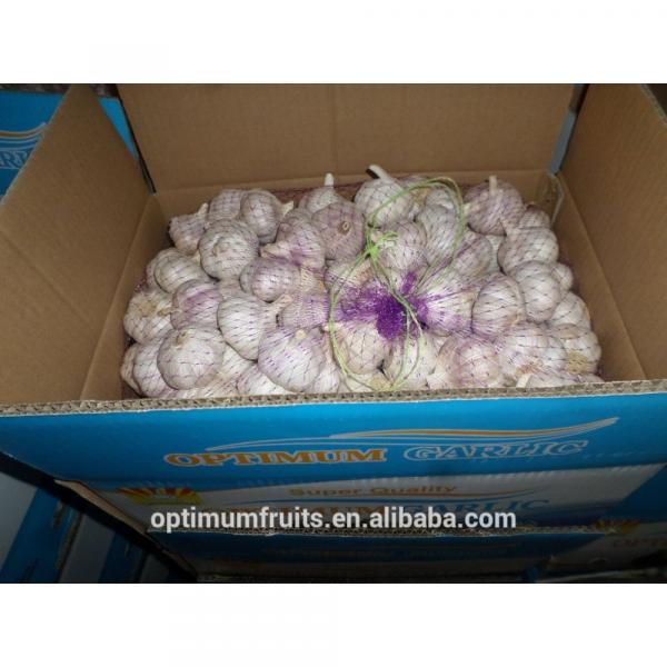 China new harvest fresh purple garlic price for export #5 image