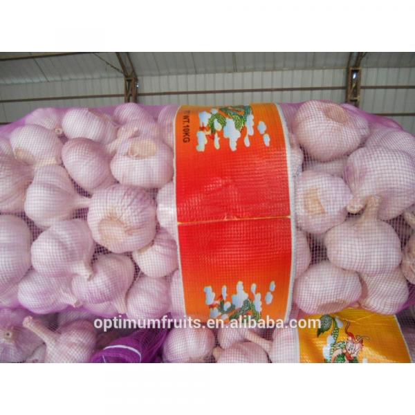 Shandong jining fresh garlic from China #3 image