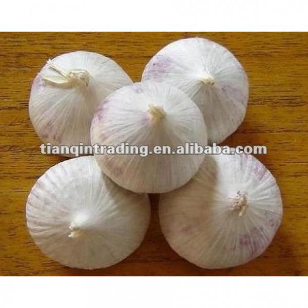 2017 freshc solo garlic #1 image