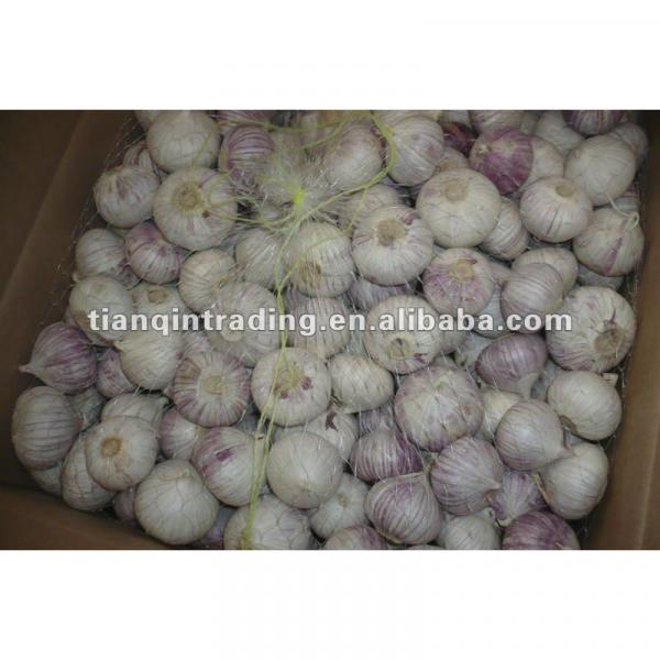 2017 chinese solo garlic #1 image