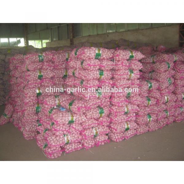 2017 new crop cold storage china fresh garlic #1 image