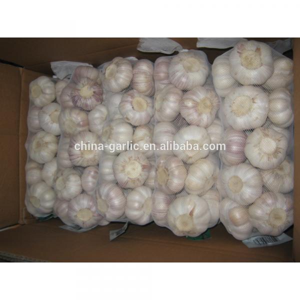 2017 new crop cold storage china fresh garlic #3 image