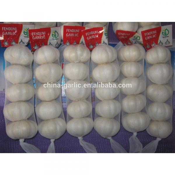 2017 new crop cold storage china fresh garlic #4 image