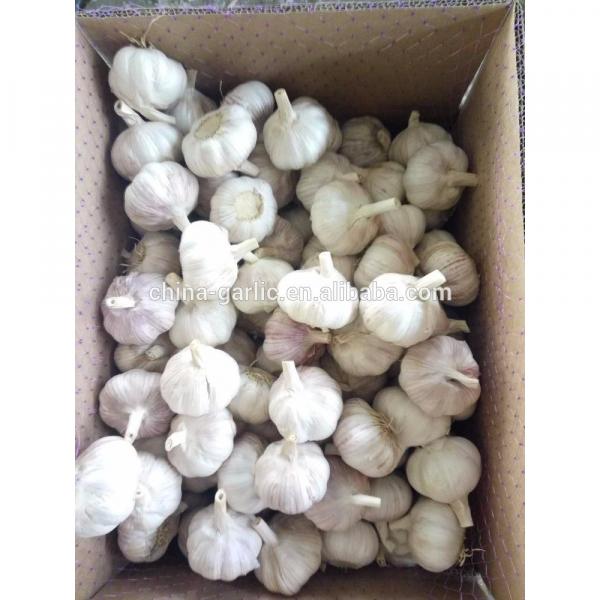 2017 Best price high quality solo fresh garlic #1 image