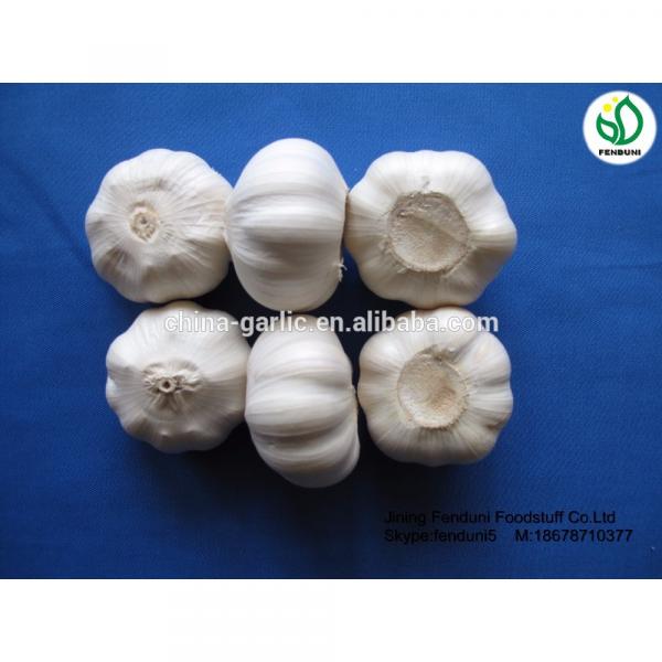 Fresh Garlic 5CM 2017 Crop Bulk Garlic Supplier #1 image