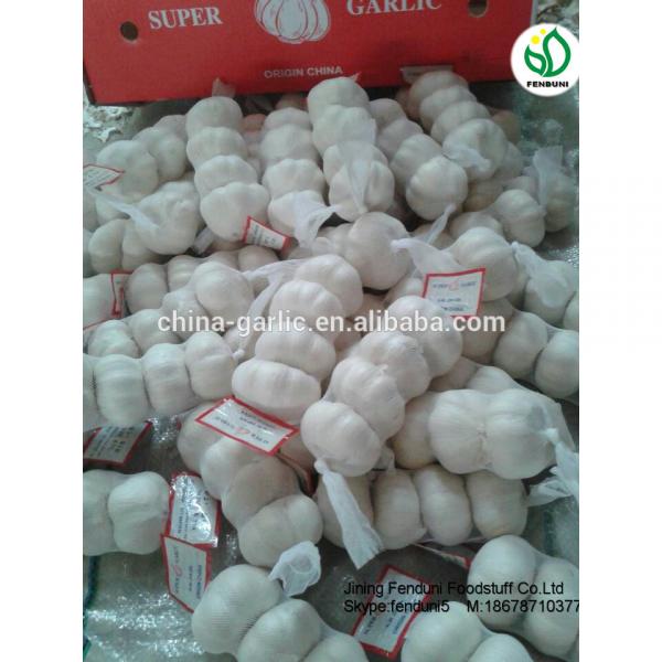 Fresh Garlic 5CM 2017 Crop Bulk Garlic Supplier #2 image