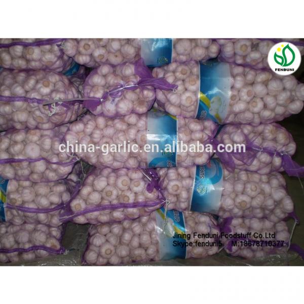 Fresh Garlic 5CM 2017 Crop Bulk Garlic Supplier #3 image